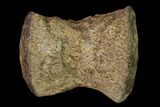 Fossil Pliosaur (Pliosaurus) Flipper Digit - England #136735-1